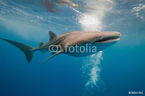 Whale shark - 900102721