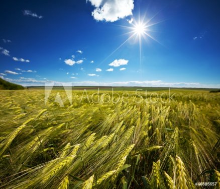 Wheat - 901139141