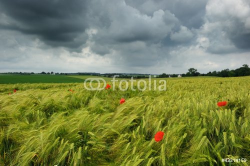 Wheat field with poppies - 901140063