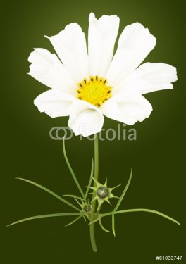 White cosmos flower - 901142901