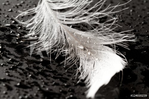 White feather with water drops - 901150318