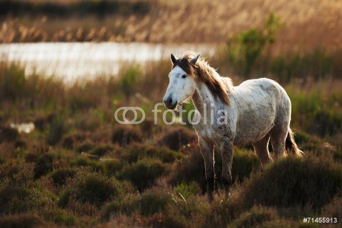 White horse of Camargue - 901144310