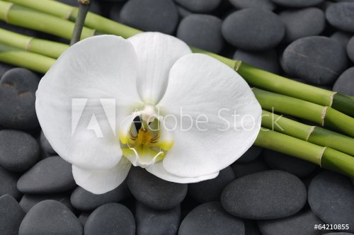 White orchid and thin bamboo grove â€“gray stones background