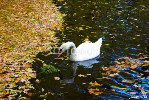 White swan on a pond autumn