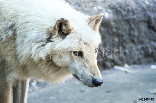 White wolf portrait - 900437012