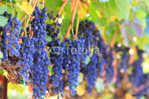 wine grapes - 901139867