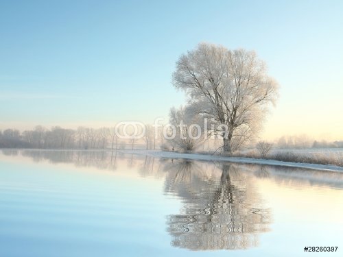 Winter trees covered with frost on a cloudless morning