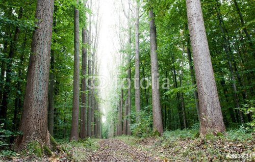 Wood path - 901140076