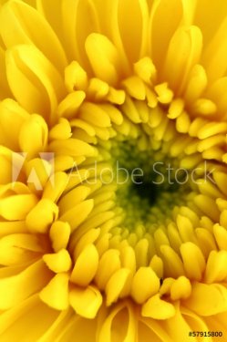 Yellow chrysanthemum center close-up shot