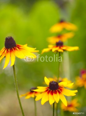 Yellow field flowers - 900673737