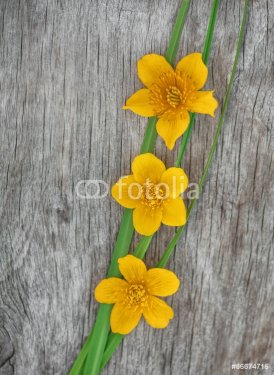 Yellow flowers and green grass on the old wood - 901148880