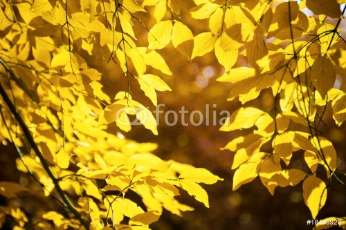 yellow leaf background
