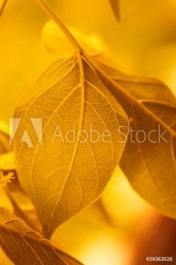 yellow leaves - 901139586