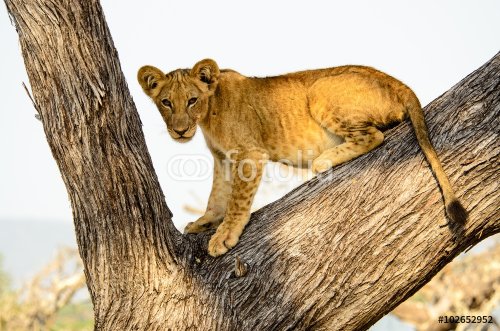 Young lion posing in a tree - 901147538