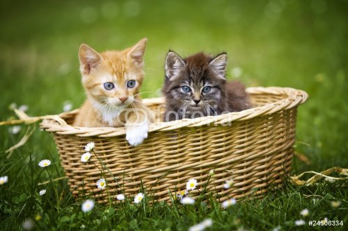 zwei Katzenbabys in einem Körbchen - 900437045