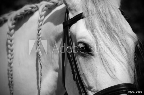 Andalusian horse - 901145205