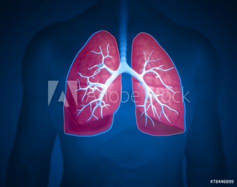 lungs - 901145778