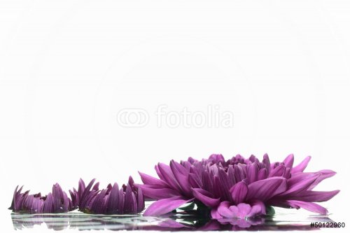 Purple chrysanthemum. - 901142908