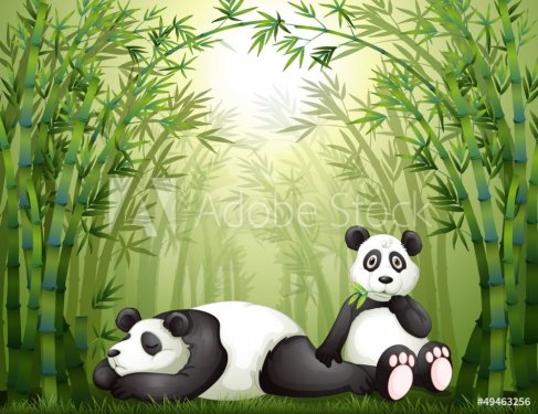 Two pandas in the bamboo forest - 901137820