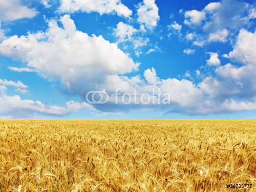 wheat field - 900436682