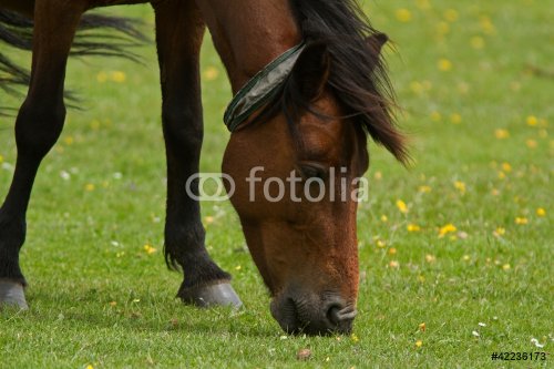 Wild New Forest Pony grazing - 900437060