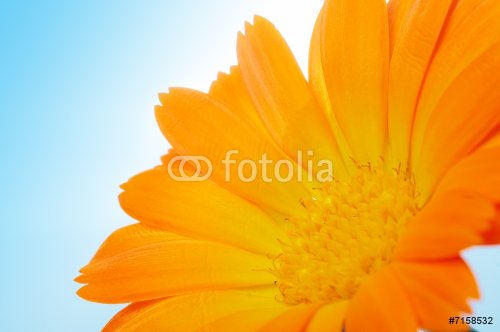 yellow flower - 900739649