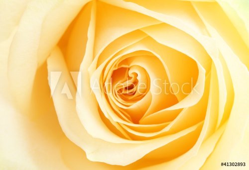 yellow rose petals - 900930281