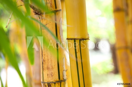 bamboo forest - 900458111