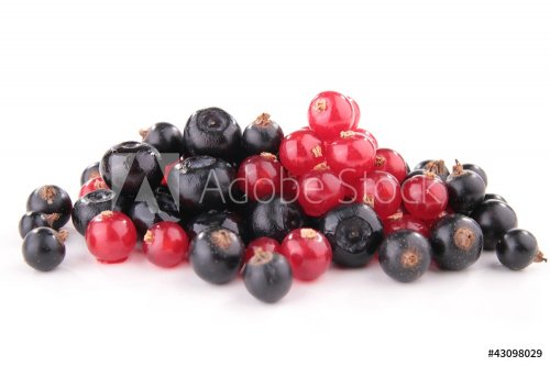 isolated assortment of berries