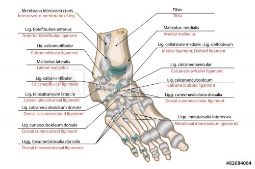 Ligaments and joints of the foot