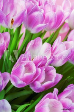 Pink tulips - 900441712