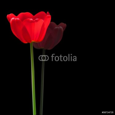 Red tulip flower vector background - 900622702