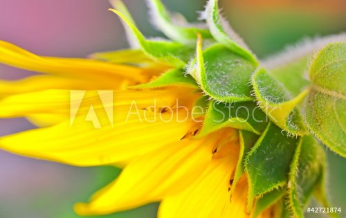 Sunflower detail - 900663573