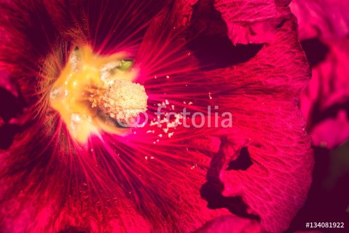 background nature Flower. Red and pink flowers