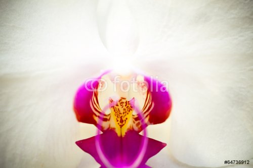 Moon Orchid - Phalaenopsis amabilis - 901143196