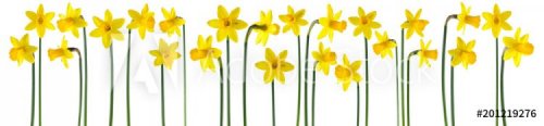 beautiful yellow daffodils isolated on white, can be used as background - 901151643