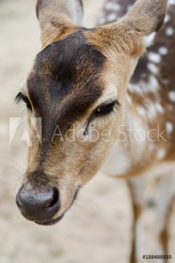 Deer in Close-up - 901151336