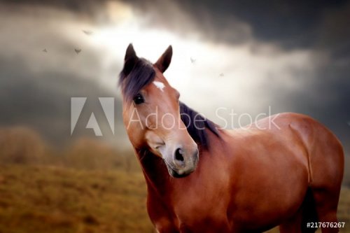 Horse in autumn - 901151477