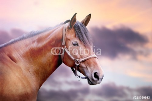 Horse with beautiful evening sky - 901151478