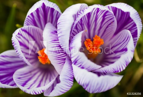 Purple and white striped spring crocus - 901141081