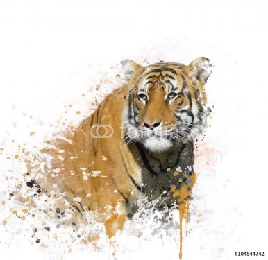 Tiger Portrait Watercolor - 901153912