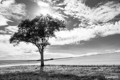 Black and White tree with the sun - 901152934