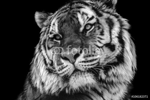 Bold contrast black and white tiger face close-up
