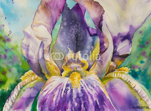 Closeup of beardet iris.Picture created with watercolors. - 901153785