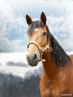 Horse in winter - 901151481