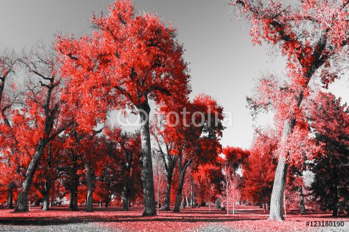 Red Trees Forest in Black and White Landscape in City Park