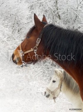 Two horses in winter - 901151483