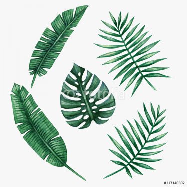 Watercolor tropical palm leaves. Vector illustration.
 - 901154192