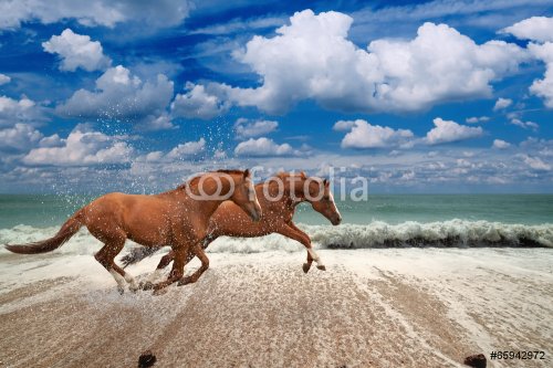 Horses running along seashore - 901154349