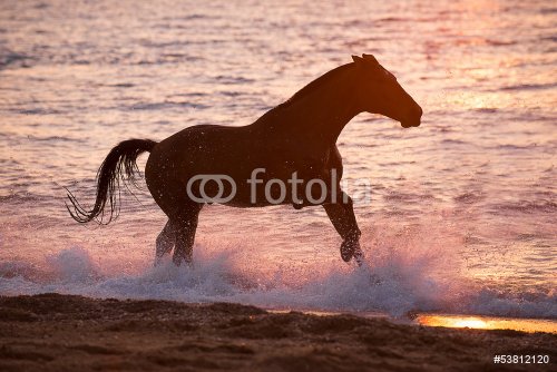 Horse running through water - 901154336